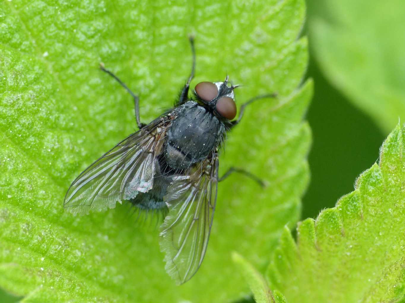 Vecchio Calliphoridae?